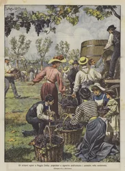 Agrarian Strikes in Reggio Emilia, Owners and Young Ladies Replace Peasants in the Harvest