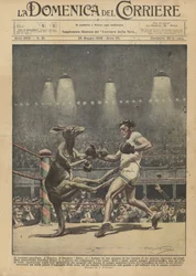 The boxing kangaroo