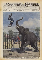 The Second Crime of the Pachyderm