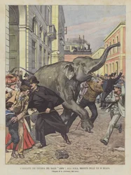 The Elephant That Will Appear in the Ballet Amor at La Scala, Gone Wild in the Streets of Milan