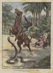 The Escape of a Boa Constrictor in the Park of Buen Retiro, Madrid