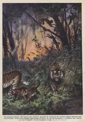 The Jungle in Flames