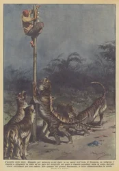 The siege of the tigers