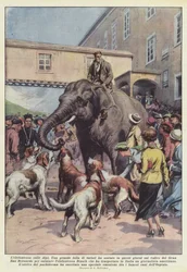 The Elephant on the Alps