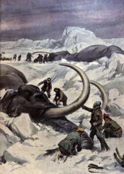 Mammoths in North Pole