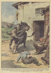 Saved by Dogs