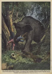 A Tragedy in the African Jungle