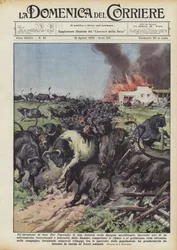 An Invasion of Bulls