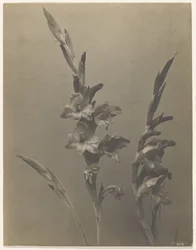 Gladiolus