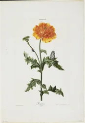 Papauer I. 106. Morpheus, from Hortus Nitidissimis