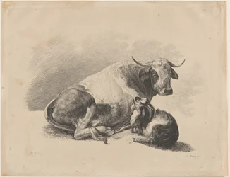 Cow and Goat Lying Down