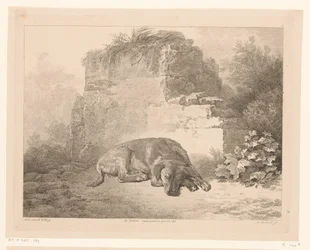 Sleeping Dog in Front of a Wall