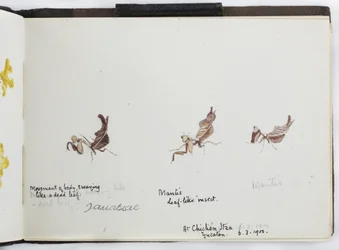 Sketchbook of Drawings and Notes, North and South America (including Mexico)