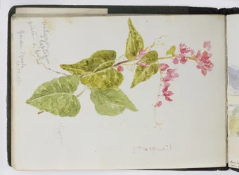 Sketchbook of watercolours, Drawings and Notes, Mexico, 1896-1898
