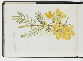 Sketchbook of watercolours, Drawings and Notes, Mexico, 1896-1898