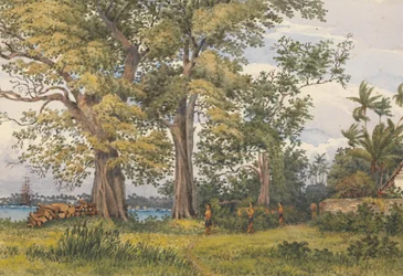 Apia Bay, Upolu, Navigators Islands, [Samoa] from Verandah of My Sick Quarters, Novr 6th 1849