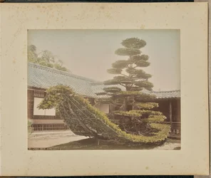 Pine Tree, Kinkakuji