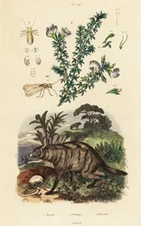 Aardwolf, Arabian Pea and Louse