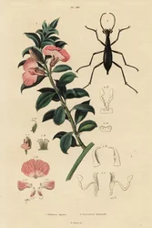 Cape Satin Bush and Beetle