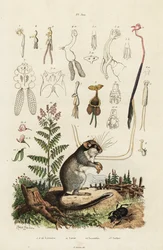 Dormouse, copepods and beetle