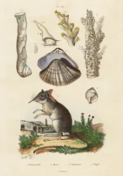 Elephant shrew, clam and corals (engraving)