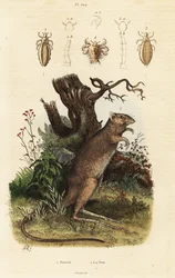 Long-Footed Potoroo and Lice Species