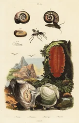 Oyster, Spider Wasp and Snail
