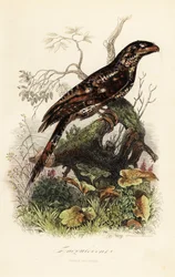 Papuan Frogmouth, Podargus papuensis