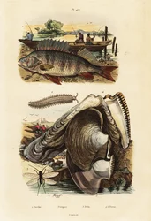 Perch, pearl oyster, velvet worm and lacewing