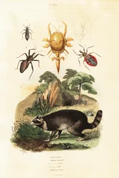 Raccoon and Ticks