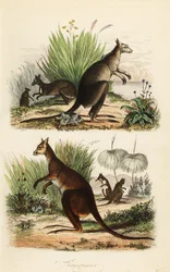 Red kangaroo, Macropus rufus (bottom), eastern grey kangaroo, Macropus giganteus (top right), and dusky wallaby, Thylogale brunii (top left)