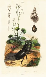 Rhinoceros beetle, snail and saxifrage