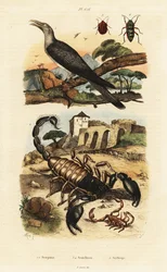 Scorpions and cuckoo