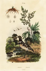 South American Painted-Snipe and Chinese Rhubarb