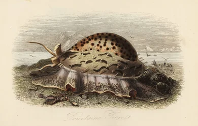 Tiger cowrie