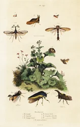 Treehoppers.,1834-1839