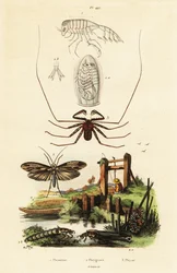 Whip Spider and Caddisfly