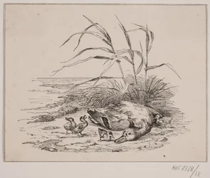 The Killed Duck