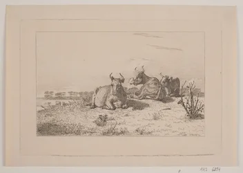 Resting Cows
