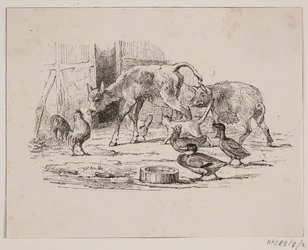 The Calf