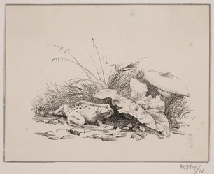 The Toad