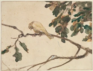 Canary on an Oak Tree Branch