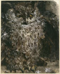 The Long-eared Owl. From the "Children