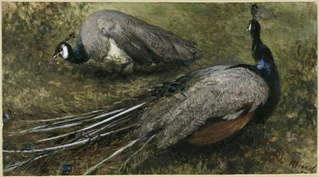 The Two Peacocks. From the "Children
