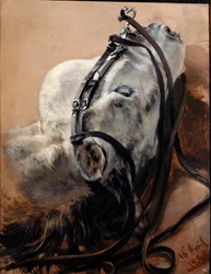 Horse Study. Head Lying, in Harness