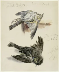 Dead Fieldfare in Two Views
