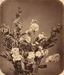 Bouquet, 1855