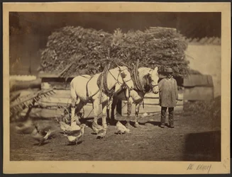 Farmyard Scene