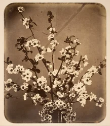 Floral Still Life