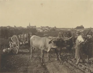 Man with Oxen